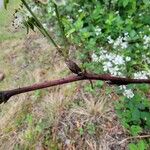 Rubus allegheniensis Lubje