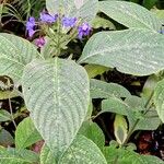 Eranthemum pulchellum Blomma