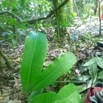 Maquira calophylla Hoja