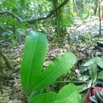 Maquira calophylla Leaf