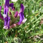 Astragalus vesicarius Λουλούδι