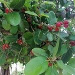 Ficus benghalensis Frucht