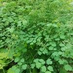 Thalictrum fendleri Leaf