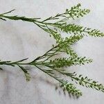 Lepidium virginicumCvet