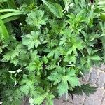 Geranium wlassovianum Yaprak