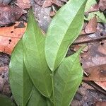 Leptaulus daphnoides Leaf