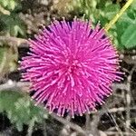 Mimosa pigra Flower