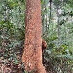 Typha × glauca 樹皮