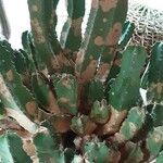 Euphorbia resinifera Habit