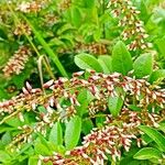 Indigofera decora Blüte