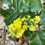 Mahonia aquifoliumFlor