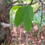 Passiflora subpeltata 葉