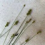 Carex spicata Φύλλο