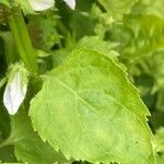 Campanula lactiflora Leaf