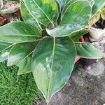 Dieffenbachia oerstediiLeht