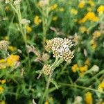 Achillea nobilisFloro