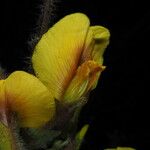Cytisus supinus Floare