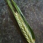 Triticum monococcum برگ