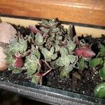 Aeonium × aguajilvense Hoja