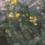 Ulex europaeus Blad