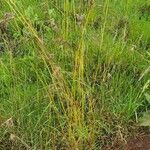 Themeda triandra Habit