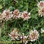 Trifolium occidentale ശീലം