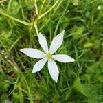 Ornithogalum gussonei Fleur