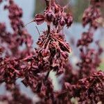 Rumex hydrolapathum Fruit