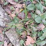 Zephyranthes citrina Leaf