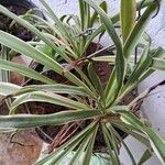 Chlorophytum capense Blad