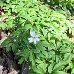 Anemone nemorosa പുഷ്പം