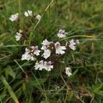 Euphrasia alpinaЦветок