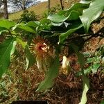 Passiflora pittieri