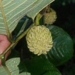 Annona holosericea Плод