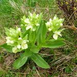 Dactylorhiza sambucina Vivejo