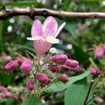 Kolkwitzia amabilis Květ