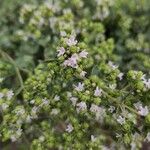 Origanum majoranaᱵᱟᱦᱟ