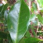 Coffea mauritiana Leaf