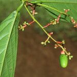 Ocotea atirrensis Fruto