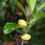 Hedycarya parvifolia Hábito