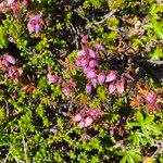 Phyllodoce caerulea 花