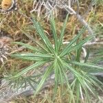 Carlina salicifolia Лист