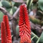 Aloe ferox 花
