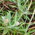 Helichrysum odoratissimum Arall