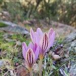 Crocus corsicus Flower