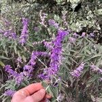 Salvia leucanthaFleur