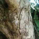 Cotoneaster pannosus Ŝelo