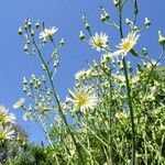 Lactuca indica Floro