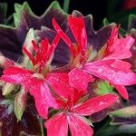 Pelargonium inquinans Flower