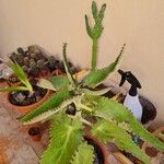 Kalanchoe Daigremontiana. Espinazo del diabloDeilen